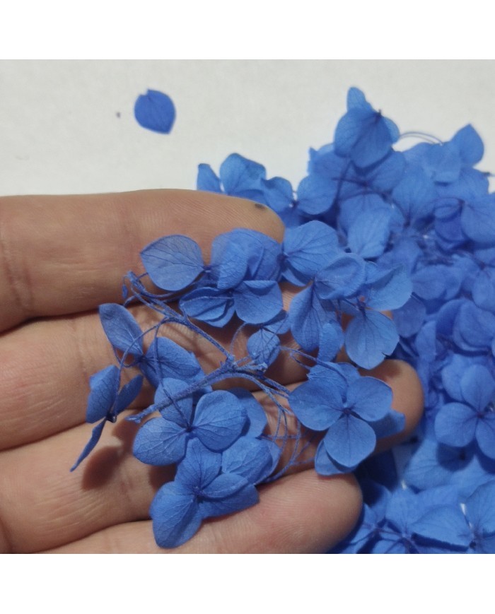 Japon Ortanca Çiçeği - Mavi