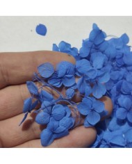 Japon Ortanca Çiçeği - Mavi