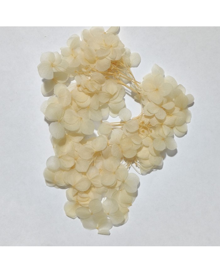 Japon Ortanca Çiçeği - Krem