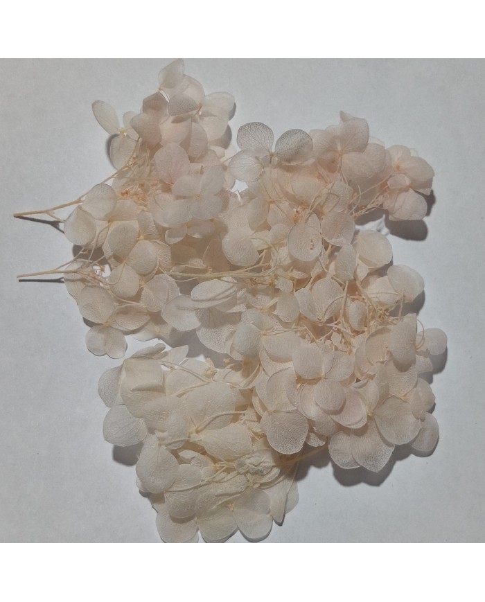 Japon Ortanca Çiçeği - Krem