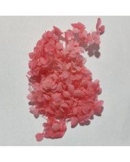 Japon Ortanca Çiçeği - Koyu Somon