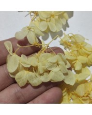 Japon Ortanca Çiçeği  - Sarı