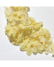 Japon Ortanca Çiçeği  - Sarı