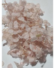 Japon Ortanca Çiçeği  - Açık Pudra