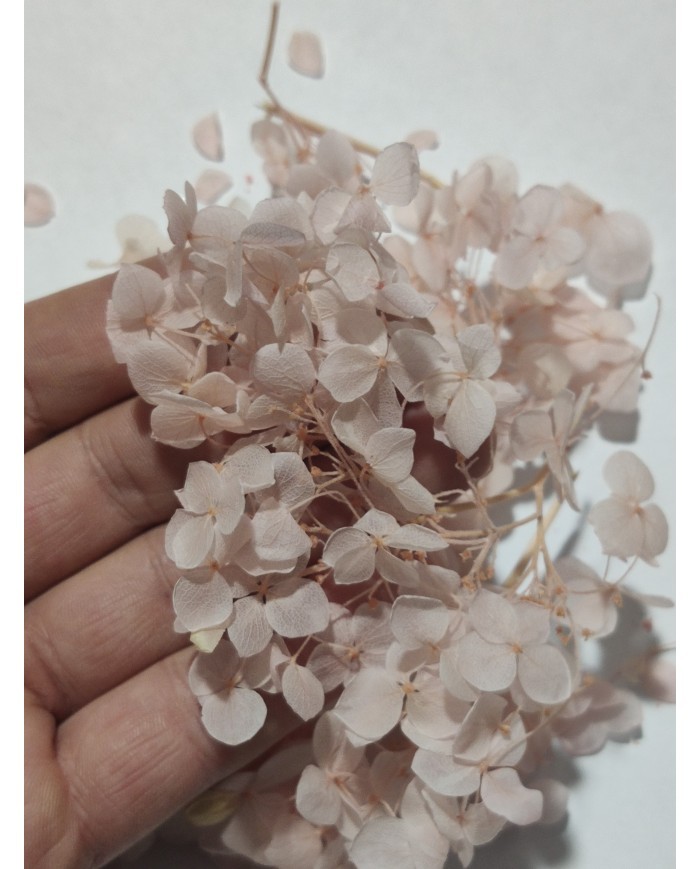 Japon Ortanca Çiçeği  - Açık Pudra