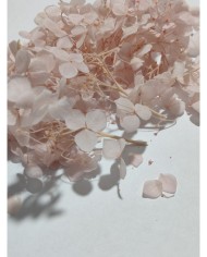 Japon Ortanca Çiçeği  - Açık Pudra