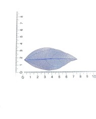 3 Adet - Kumaş Yaprak  - Kırmızı
