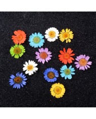 Kurutulmuş Papatya Seti 1 - 7 Renk 14 Adet