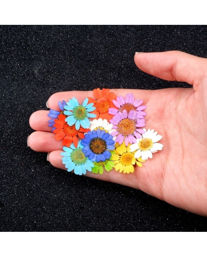 Kurutulmuş Papatya Seti 1 - 7 Renk 14 Adet