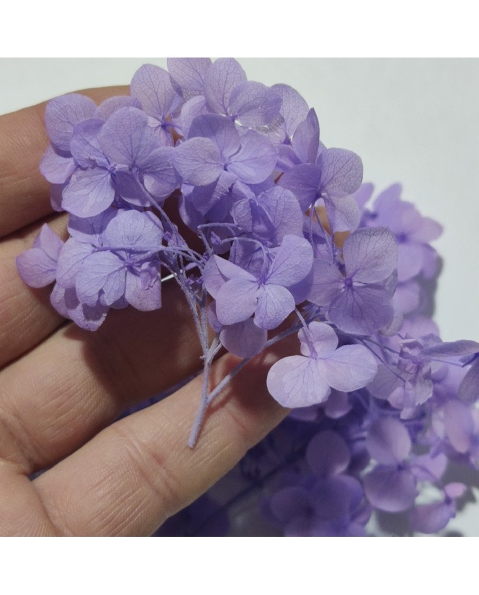 Japon Ortanca Çiçeği - Mor