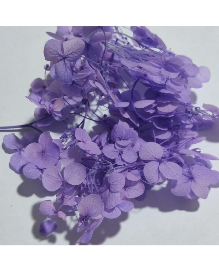 Japon Ortanca Çiçeği - Mor