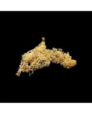 Kurutulmuş Yosun Hardal - 5 gr