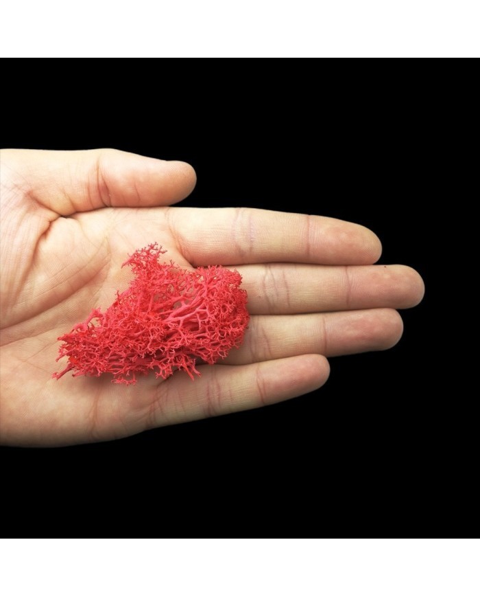 Kurutulmuş Yosun Kırmızı - 5 gr