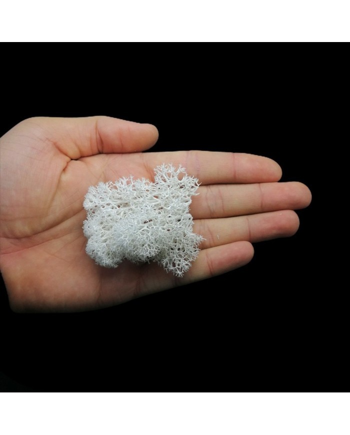 Kurutulmuş Yosun - Beyaz - 5 gr