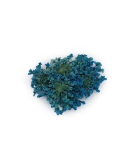 Sultan Otu - Kurutulmuş Çiçek - Turkuaz - 10 adet