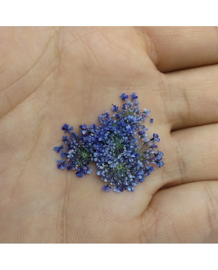 Sultan Otu - Kurutulmuş Çiçek - Mor- 10 adet