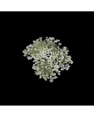 Sultan Otu - Kurutulmuş Çiçek - Beyaz - 10 adet