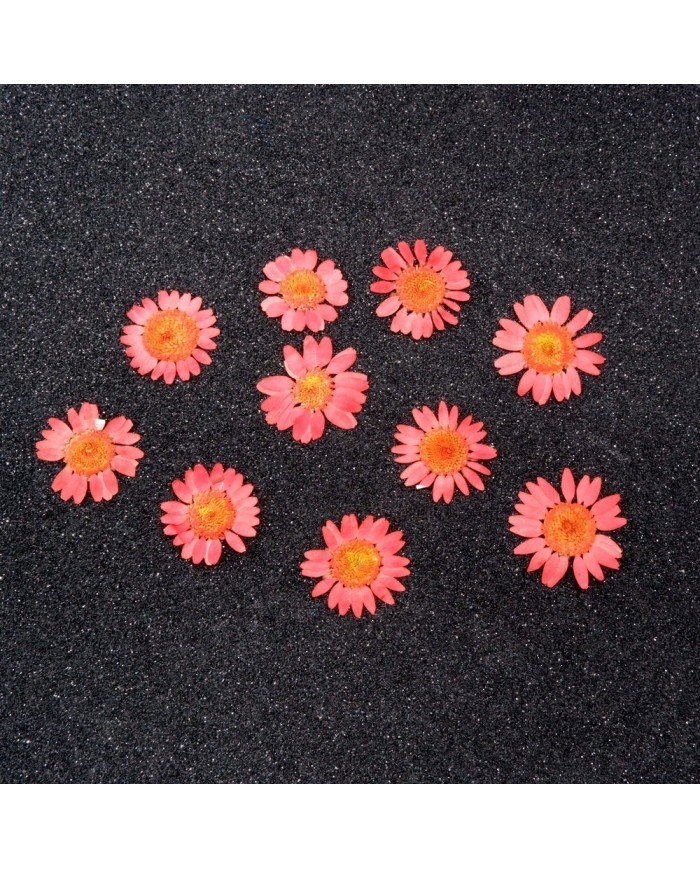 Kurutulmuş Papatya - Açık Kırmızı 10 Adet