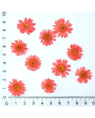 Kurutulmuş Papatya - Açık Kırmızı 10 Adet