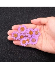 Kurutulmuş Papatya - Pembe 10 Adet