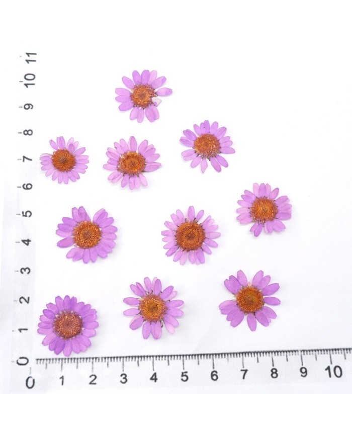 Kurutulmuş Papatya - Pembe 10 Adet