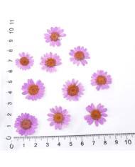 Kurutulmuş Papatya - Pembe 10 Adet