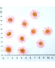 Kurutulmuş Papatya - Açık Pembe 10 Adet