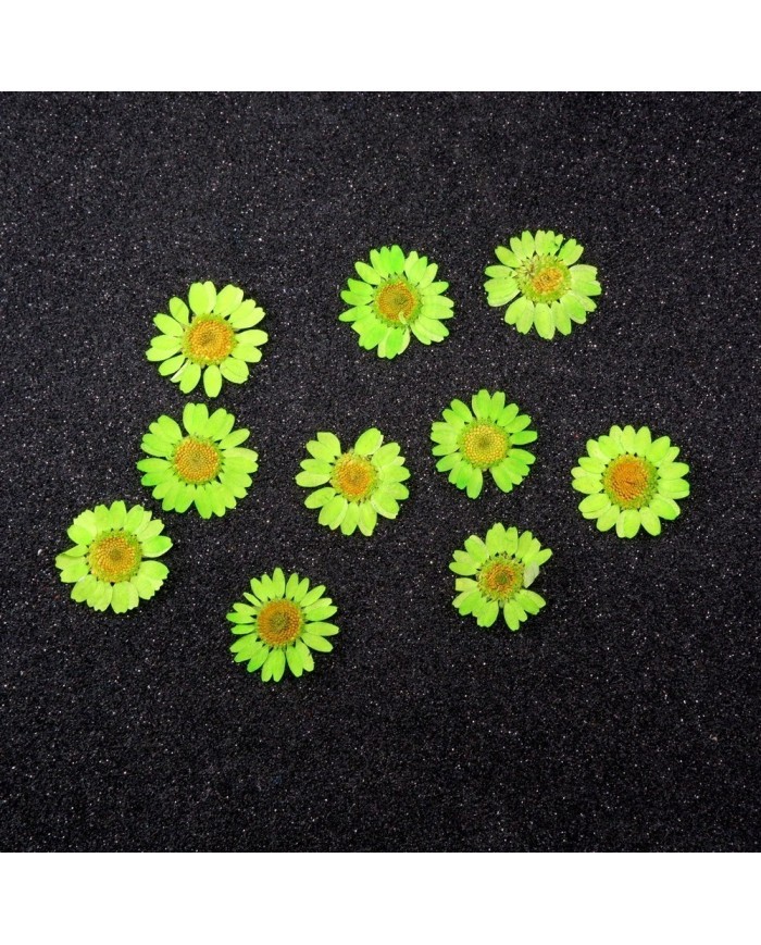 Kurutulmuş Papatya - Fıstık Yeşil 10 adet