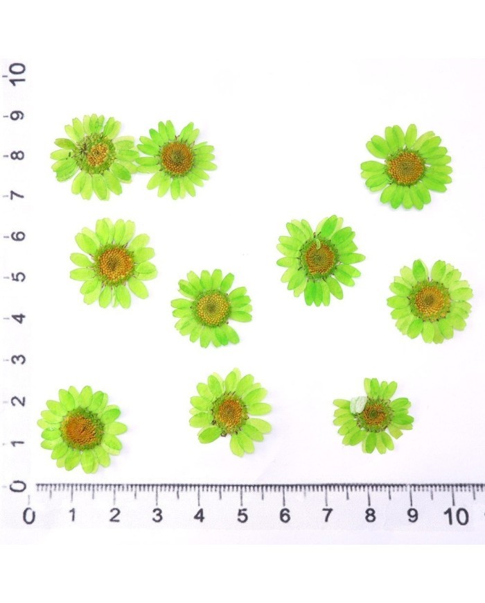 Kurutulmuş Papatya - Fıstık Yeşil 10 adet