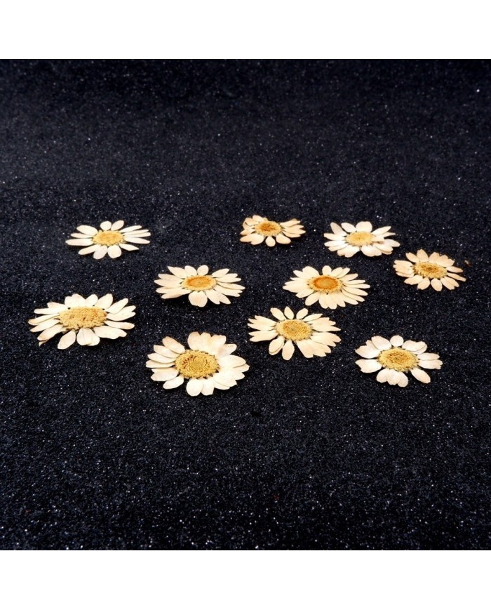 Kurutulmuş Papatya - Krem 10 Adet