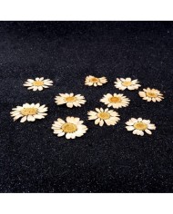 Kurutulmuş Papatya - Krem 10 Adet