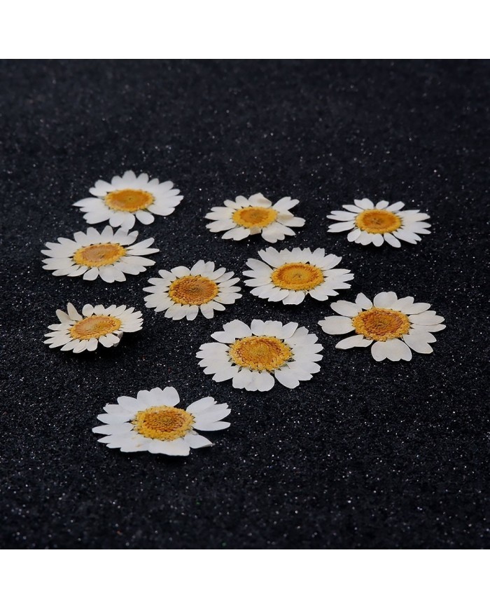 10 Adet -Kurutulmuş Papatya - Beyaz Tonları 10 Adet