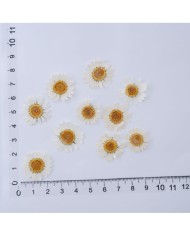 10 Adet -Kurutulmuş Papatya - Beyaz Tonları 10 Adet