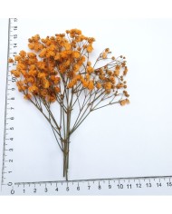 Şoklanmış Pıtırcık Kuru Çiçekler - Turuncu - Mini demet