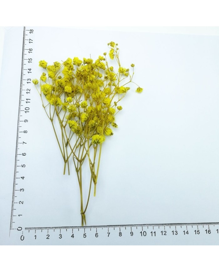 Şoklanmış Pıtırcık Kuru Çiçekler - Sarı - Mini demet
