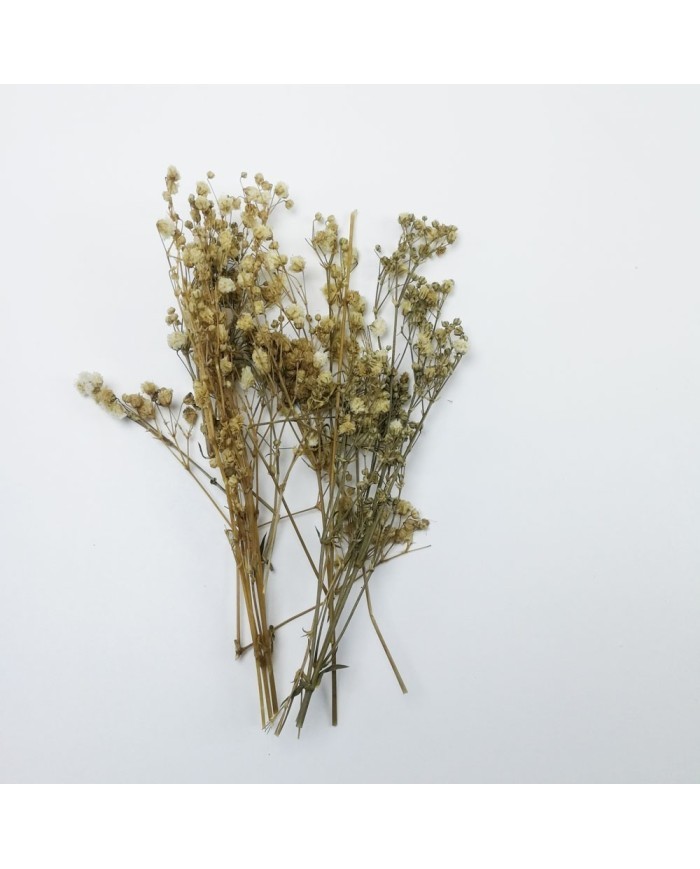 Şoklanmış Pıtırcık Kuru Çiçekler - Mini demet