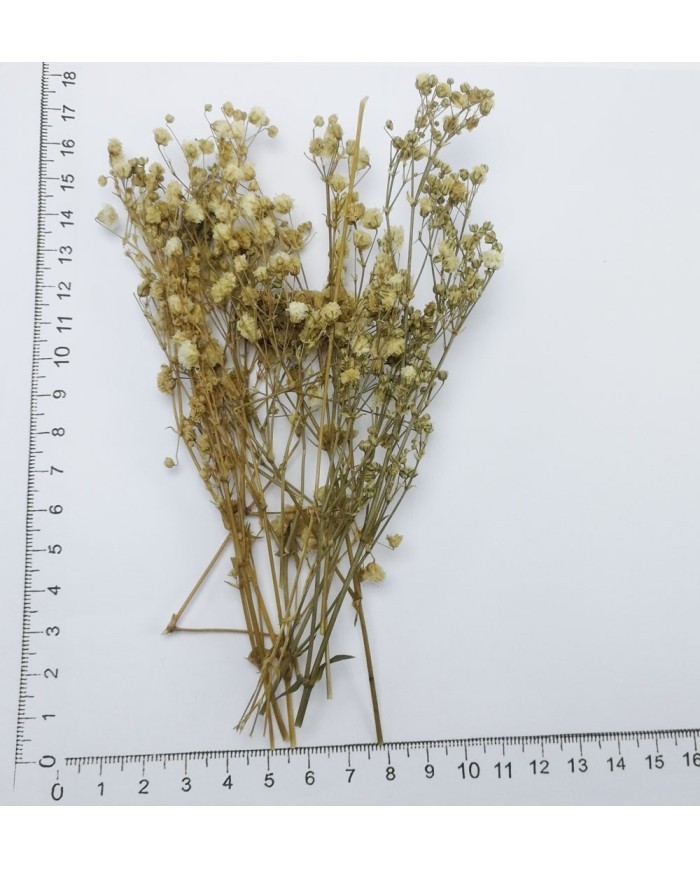 Şoklanmış Pıtırcık Kuru Çiçekler - Mini demet