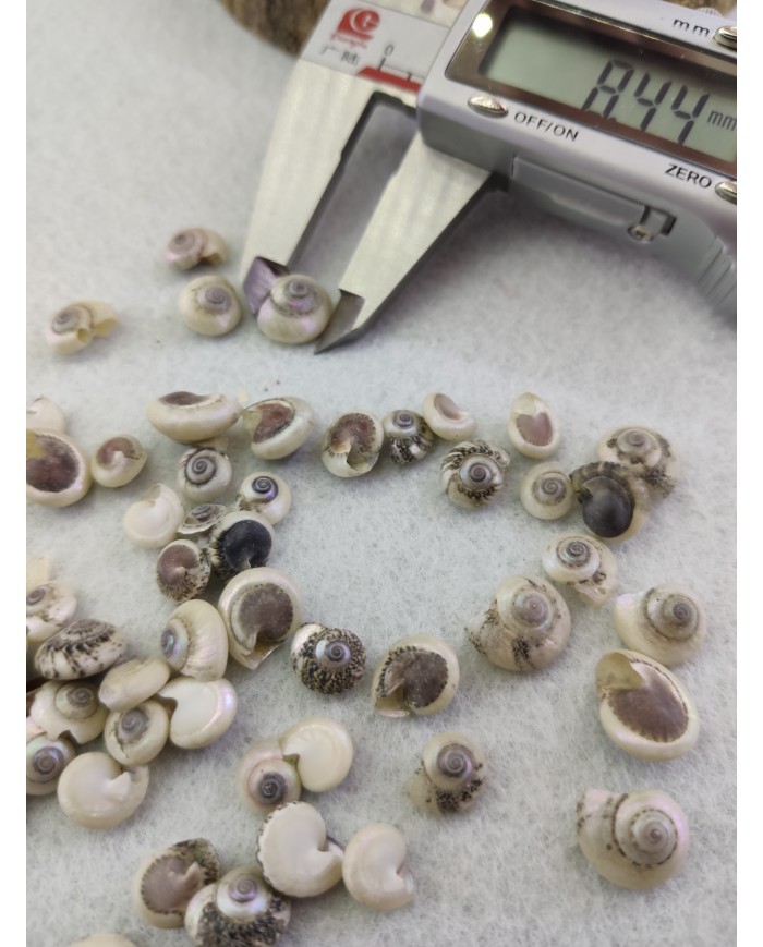 salyangoz kabuğu 8.4 mm  - 25 gr