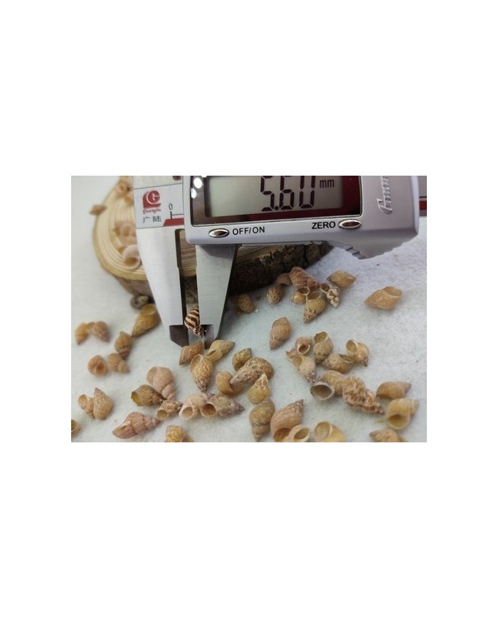 Deniz kabuğu 5.6 mm - 25 gr