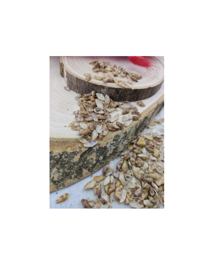 Denız kabuğu - 25 gr