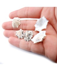 Deniz Kabuğu - Star Limpet - 50 gr