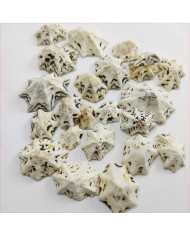 Deniz Kabuğu - Star Limpet - 50 gr
