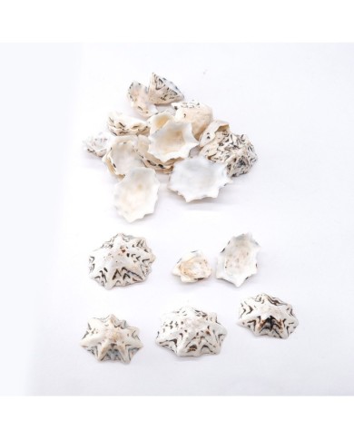 Deniz Kabuğu - Star Limpet - 100 gr