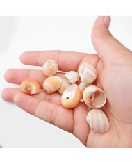 Deniz Kabuğu - Salyangoz - 50 gr