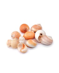 Deniz Kabuğu - Salyangoz - 50 gr