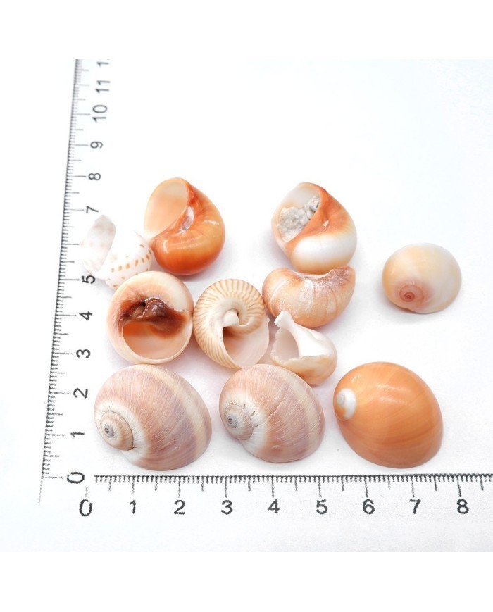 Deniz Kabuğu - Salyangoz - 50 gr