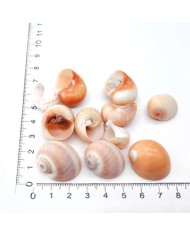 Deniz Kabuğu - Salyangoz - 50 gr