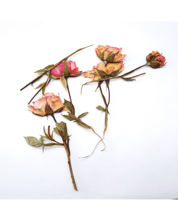 KURUTULMUŞ GÜL - 5 ADET