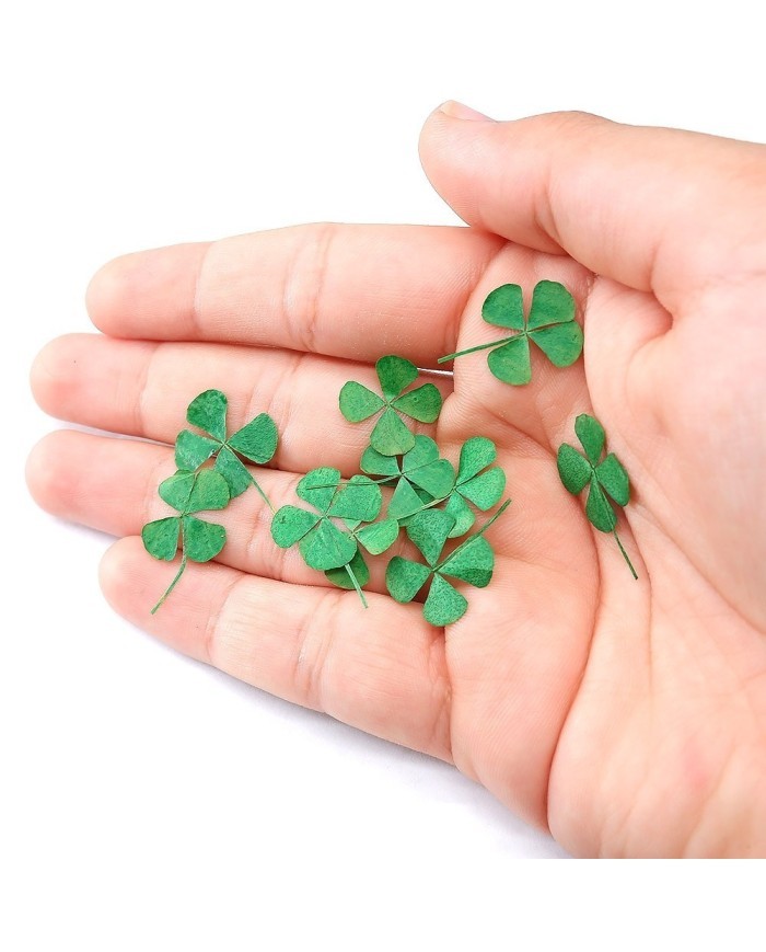 DÖRT YAPRAKLI YONCA - KURUTULMUŞ ŞANS ÇİÇEĞİ