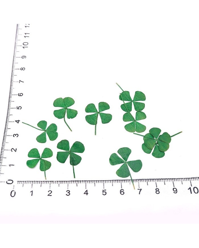 DÖRT YAPRAKLI YONCA - KURUTULMUŞ ŞANS ÇİÇEĞİ